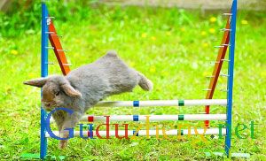 科技时代_双胞胎兄弟将6只宠物兔调教成跨栏兔(图)